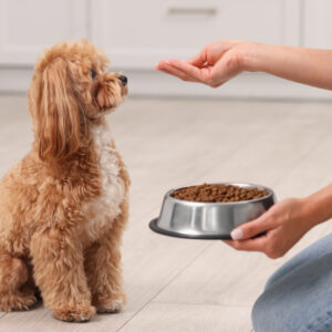 5 Best Dog Foods For Growing Puppies