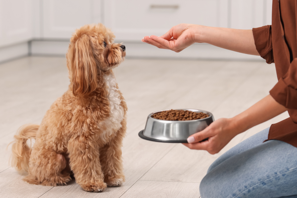 5 Best Dog Foods For Growing Puppies
